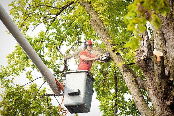 Best Leaf Removal  in Kings Beach, CA